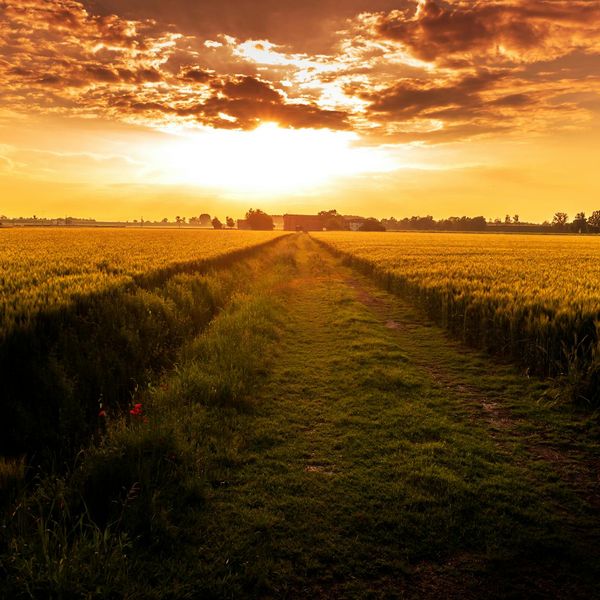 A pathway leading towards a rising sun through a green field.